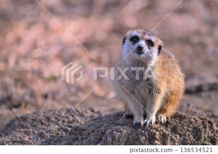Meerkat knows that tilting his head is cute 136534521