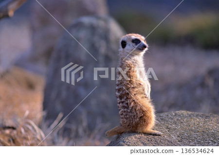 夕陽西下，一隻短尾貓鼬趴在石頭上休息。 136534624