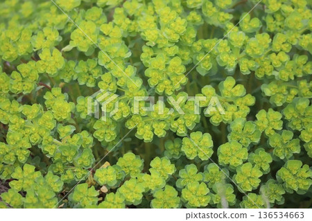 一片大戟屬植物 136534663