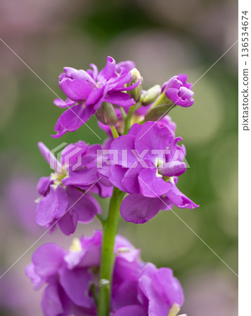 Beautiful purple stock flowers 136534674