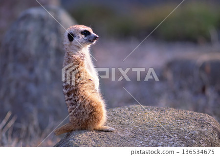 Meerkat knows how to pose for crowds 136534675