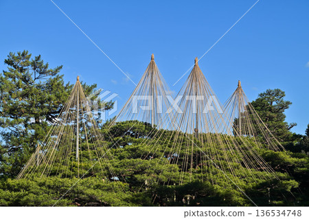 初冬的兼六園,晴空萬裡 初冬的兼六園,晴空萬裡 136534748