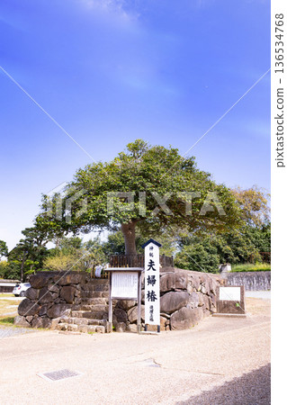 Yaegaki Shrine Couple Camellia and Twin-leaf Camellia 136534768