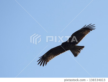 翅膀舒展，伸向蔚藍的天空 136534813