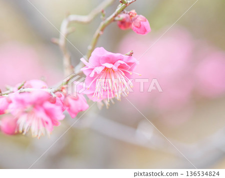 神戶岡本梅園的梅花 136534824