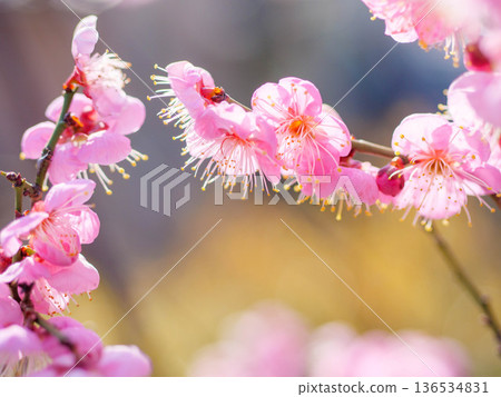 Plum blossoms at Plum Grove Park in Okamoto, Kobe Plum blossoms at Plum Grove Park in Okamoto, Kobe 136534831