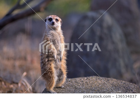 這樣如何？這隻貓鼬站起來，鼓勵大家歡呼。 136534837