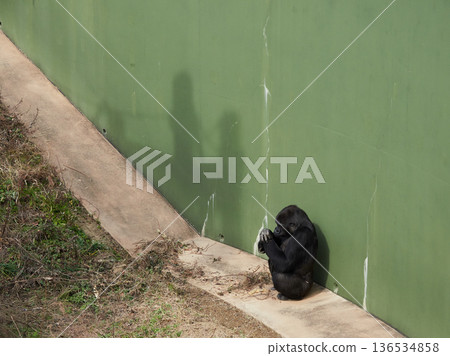 Gorilla at Higashiyama Zoo in Nagoya in winter 136534858