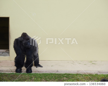 Gorilla at Higashiyama Zoo in Nagoya in winter Gorilla at Higashiyama Zoo in Nagoya in winter 136534860