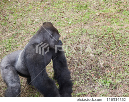Gorilla at Higashiyama Zoo in Nagoya in winter 136534862
