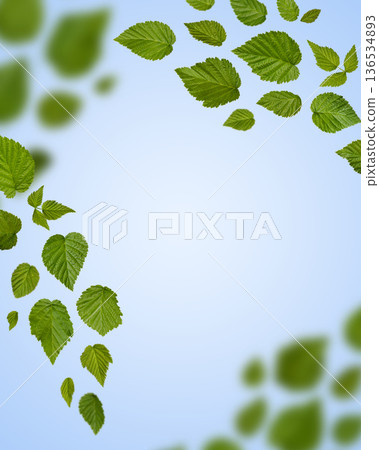 Spring fresh green leaves flying on blue background. Background with flying green spring leaves. Organic, eco, design element. 136534893