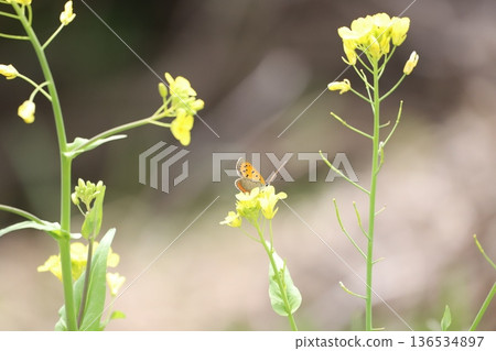 Shijimicho perched on rape blossoms Shijimicho perched on rape blossoms 136534897
