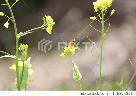 Shijimicho perched on rape blossoms Shijimicho perched on rape blossoms 136534898