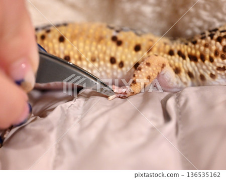 Remove the skin from a leopard gecko's fingers that has not yet shed. 136535162