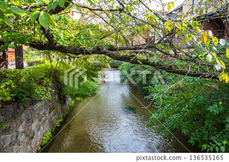 Kyoto: The charming Gion Shirakawa Kyoto: The charming Gion Shirakawa 136535165