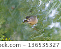 A goldcrest stopped by a mimosa tree 136535327