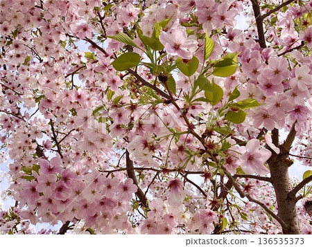 Cherry blossoms in full bloom 136535373