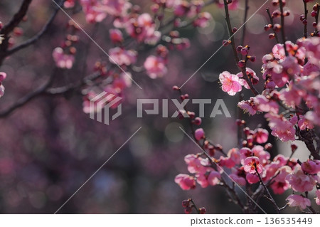 Early spring plum 136535449