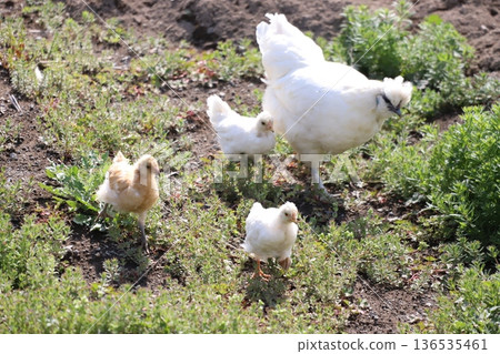 田野裡漫步的雞 田野裡漫步的雞 136535461