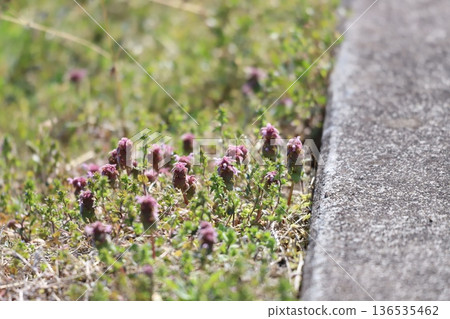 路邊盛開的紫花地丁 136535462