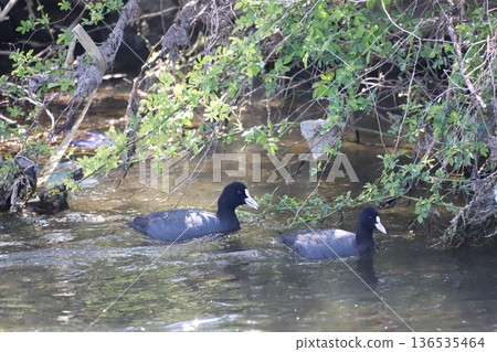 Coot swimming in the river Coot swimming in the river 136535464