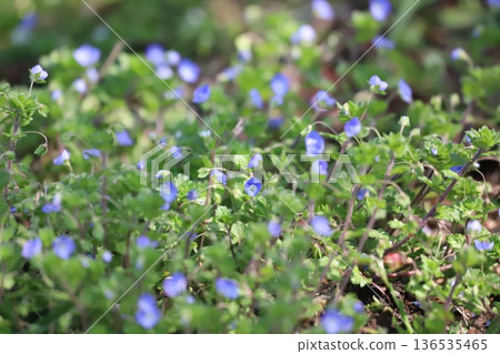 Spring wildflower Persian speedwell Spring wildflower Persian speedwell 136535465