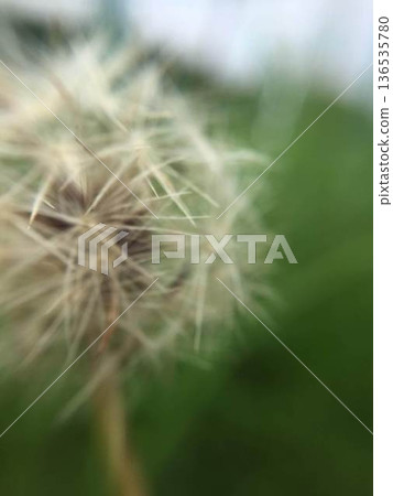 Fluffy dandelion fluff Fluffy dandelion fluff 136535780