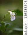 White flowers of Impatiens textori and raindrops 136535808