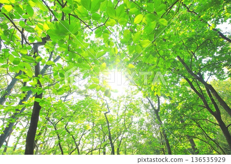清新的綠色森林(陽光透過樹木,生態形象) 清新的綠色森林(陽光透過樹木,生態形象) 136535929
