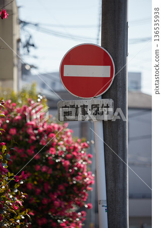 冬季日本住宅區盛開的山茶花和禁止入內的標誌 136535938