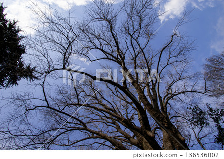 落葉樹的枝條伸向晴朗的冬日天空。 136536002