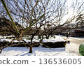 雪融化後，花園裡的李子花苞開始膨脹。 136536005