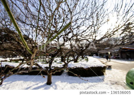 雪融化後,花園裡的李子花苞開始膨脹。 雪融化後,花園裡的李子花苞開始膨脹。 136536005