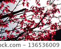 鮮紅的楓葉在逆光中閃耀 136536009