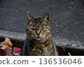 一隻流浪貓的特寫鏡頭，它目光銳利地盯著鏡頭。 136536046