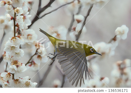 一隻繡眼鳥在梅花間飛翔 一隻繡眼鳥在梅花間飛翔 136536171