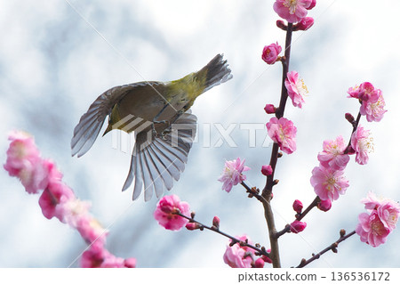 A Japanese white-eye flying through a plum grove A Japanese white-eye flying through a plum grove 136536172
