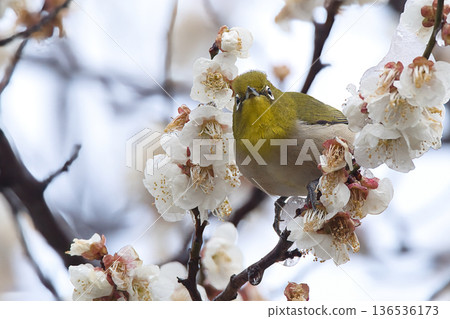 White-eye that sucks the nectar of plum blossoms White-eye that sucks the nectar of plum blossoms 136536173