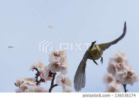 A Japanese white-eye dancing in a plum grove A Japanese white-eye dancing in a plum grove 136536174