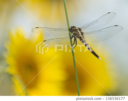 Dragonfly in a sunflower field 136536177