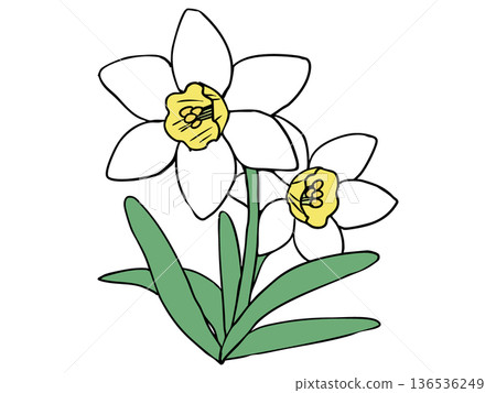 Daffodil White Yellow Trumpet Daffodil White Yellow Trumpet 136536249