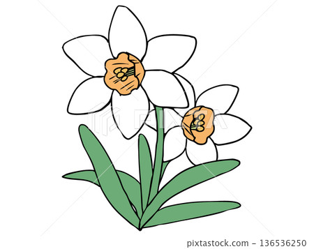 Daffodil White Orange Trumpet Daffodil White Orange Trumpet 136536250