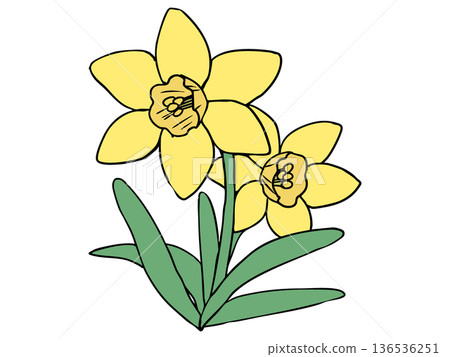 Daffodil Yellow Yellow Trumpet 136536251