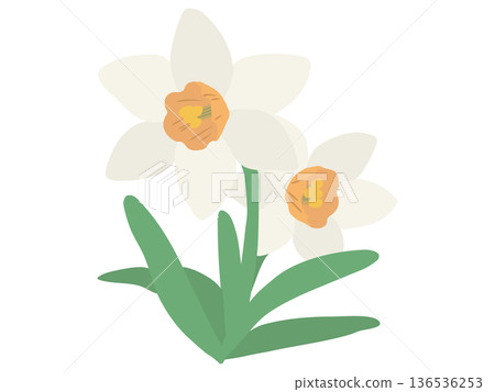 水仙、白色、橘色喇叭花、無主線 水仙、白色、橘色喇叭花、無主線 136536253