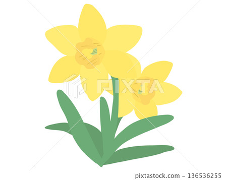 Daffodil Yellow Yellow Trumpet No main line Daffodil Yellow Yellow Trumpet No main line 136536255