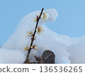 White plum blossoms with snow 136536265