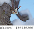 White plum blossoms with snow 136536266