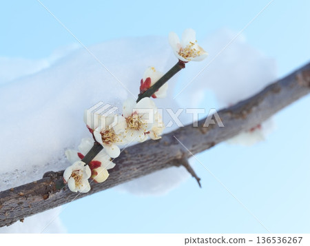 White plum blossoms with snow 136536267