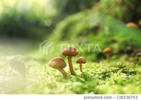 Mushrooms that grow in the moss 136536753