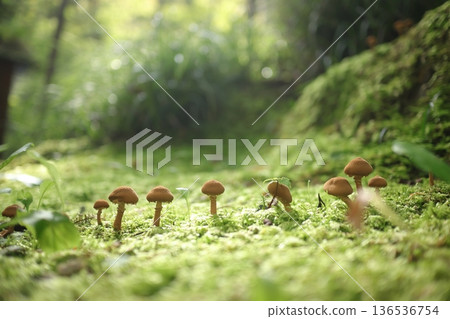 Mushrooms that grow in the moss Mushrooms that grow in the moss 136536754